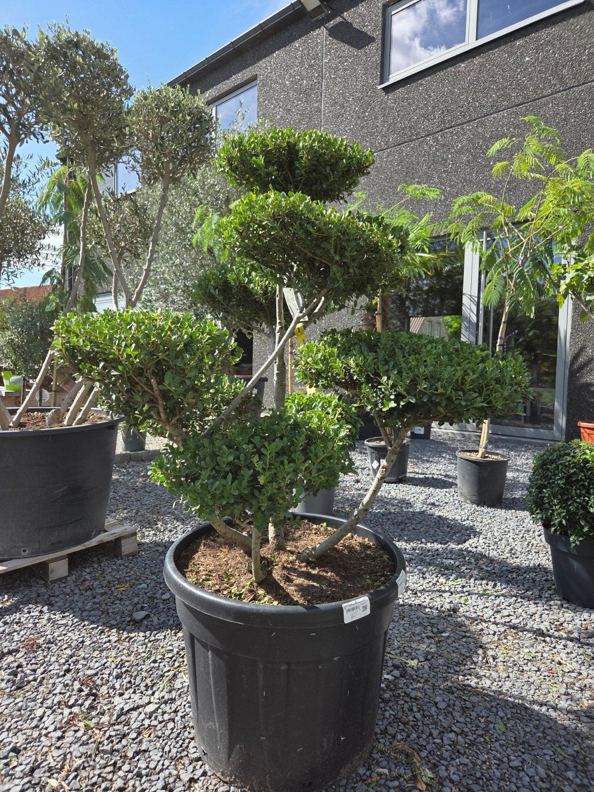 Ilex Green Crenata Bonsai, Enlèvement