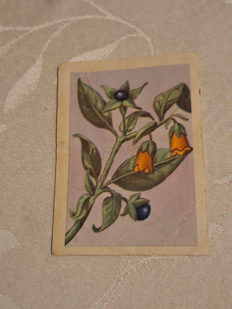 Prentje/Chromo : Wolfskers / Chocolade Jacques, Verzamelen, Ophalen of Verzenden, Gebruikt, Natuur, Prent