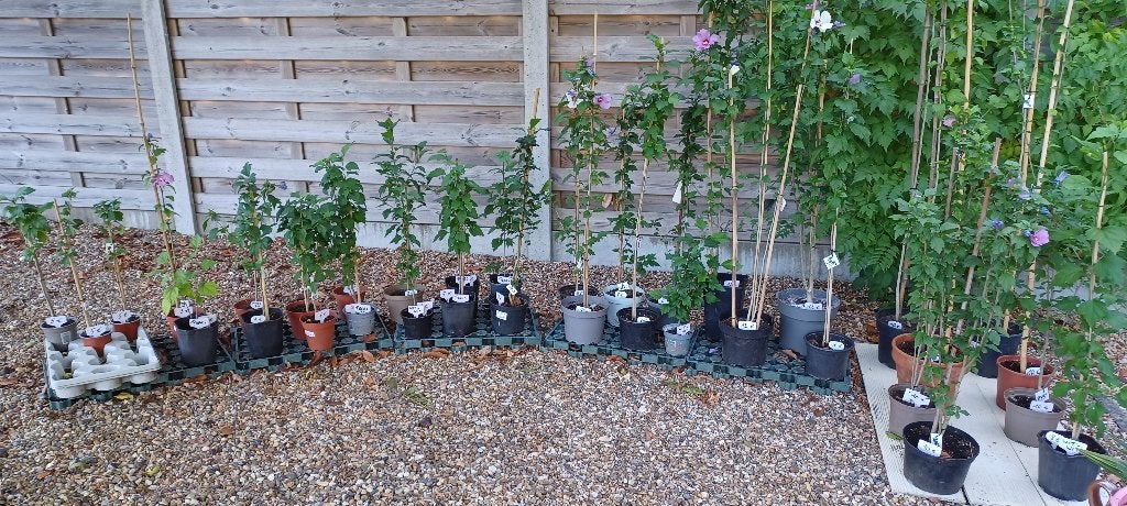 Hibiscus op stam, Tuin en Terras, Planten | Bomen, Ophalen