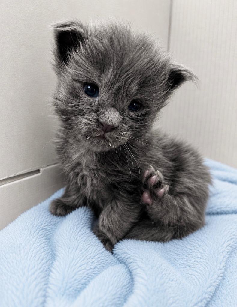 Maine Coon kittens, Chat, Vermifugé, 0 à 2 ans