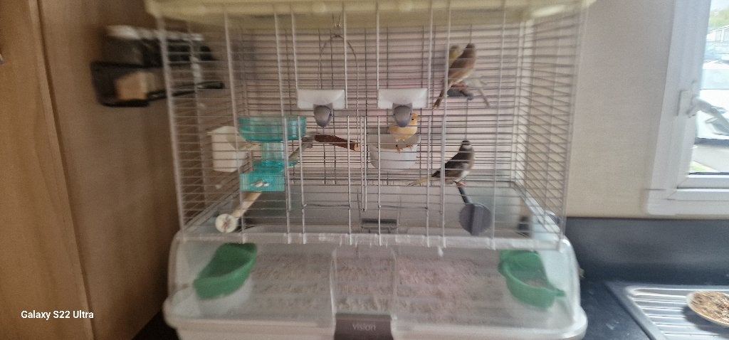 Canari, Animaux & Accessoires, Mâle, Canari chanteur