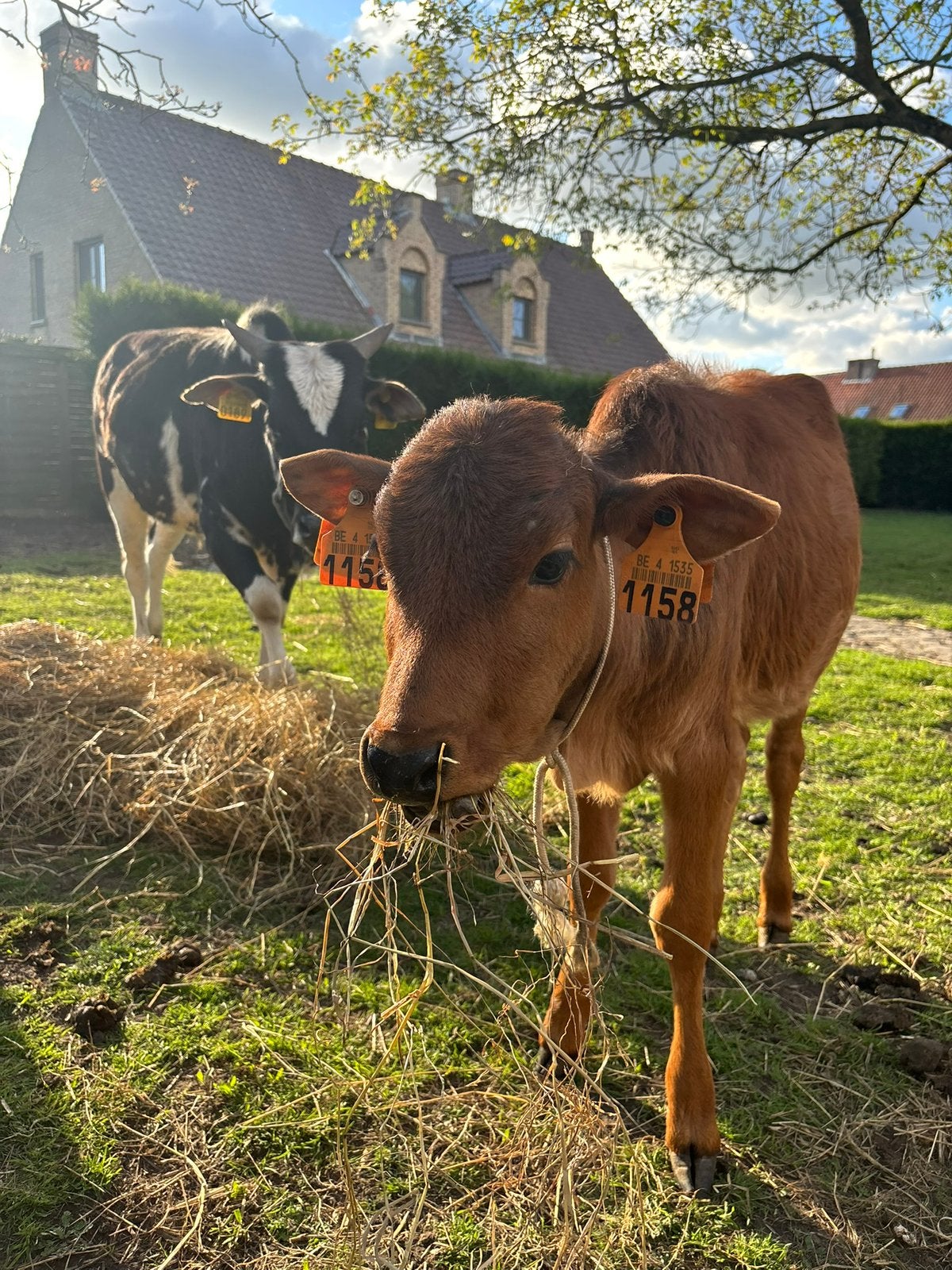2 zeboes te koop, Dieren en Toebehoren