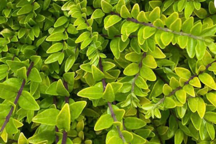 Lonicera, Ophalen, Vaste plant, Bodembedekkers