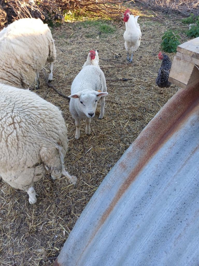 Swifter ram lam, Dieren en Toebehoren