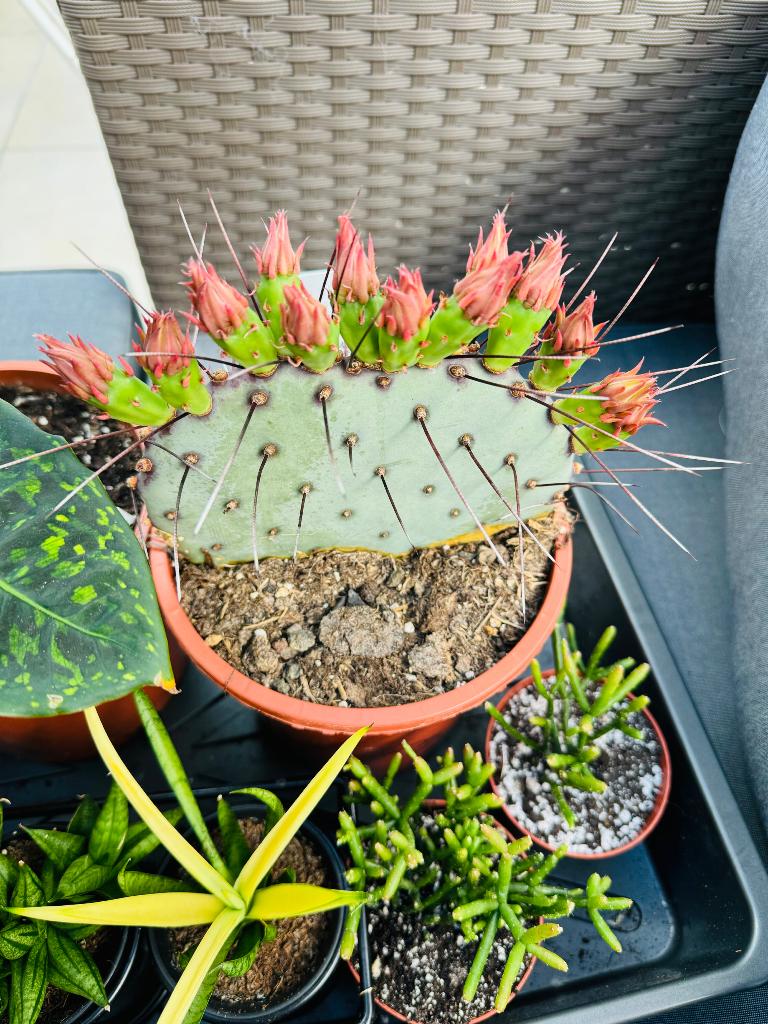 Opuntia azurea, Huis en Inrichting, Kamerplanten, Ophalen, 200 cm of meer, Overige soorten, Halfschaduw