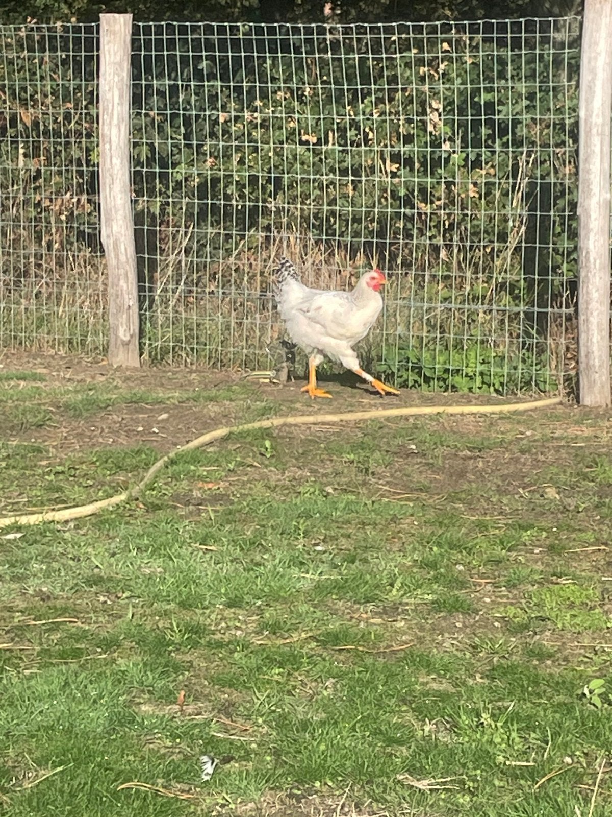Jonge hen kruising brama legkip, Dieren en Toebehoren