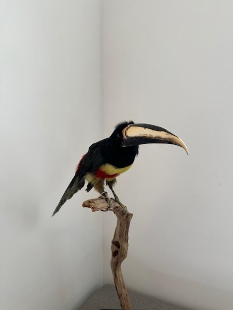 Opgezette vogel Aressari, Verzamelen, Ophalen of Verzenden, Gebruikt, Vogel