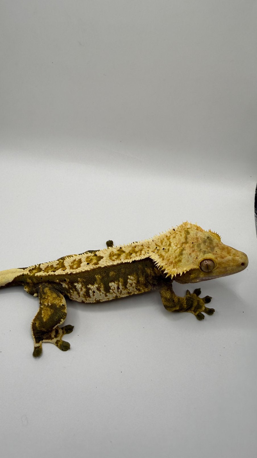 Wimpergekko, Animaux & Accessoires, Reptiles & Amphibiens