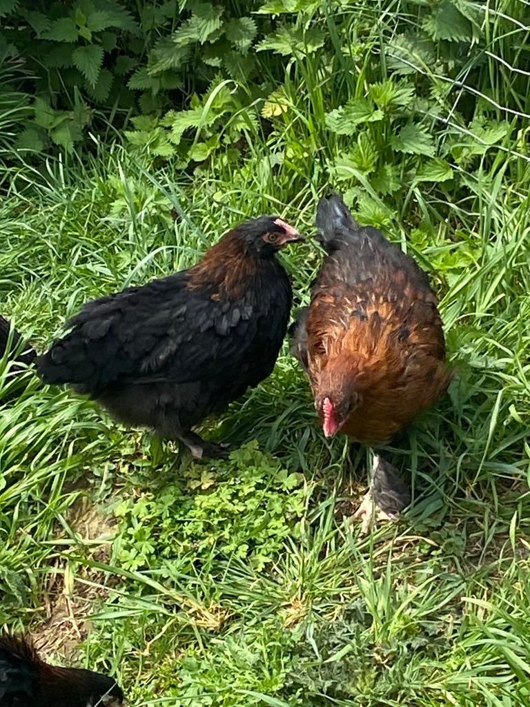 Couple de poule Marans, Plusieurs animaux, Poule ou poulet