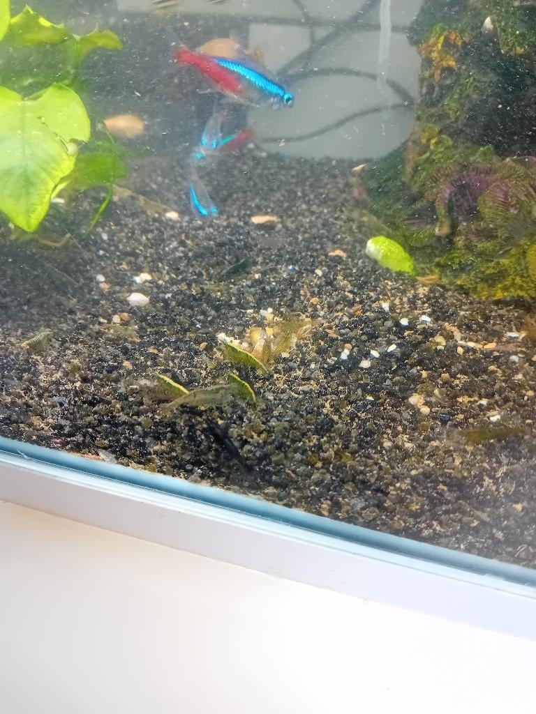 Groene garnalen, Dieren en Toebehoren, Kreeft, Krab of Garnaal, Zoetwatervis