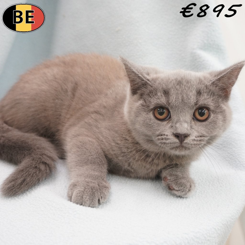 Britse Korthaar katertjes (Blauw) kittens te koop, Dieren en Toebehoren, Kater, Gechipt, 0 tot 2 jaar
