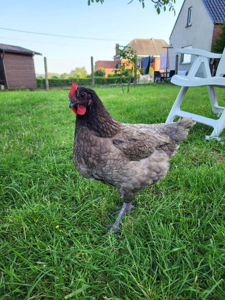 Kippen te koop, Femelle, Poule ou poulet