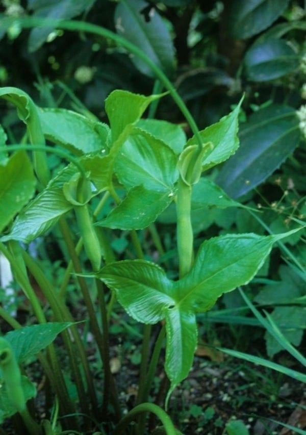 Pinellia Tripartita " Green dragon", Jardin & Terrasse, Plantes | Jardin, Autres espèces, Printemps, Enlèvement, Plante fixe