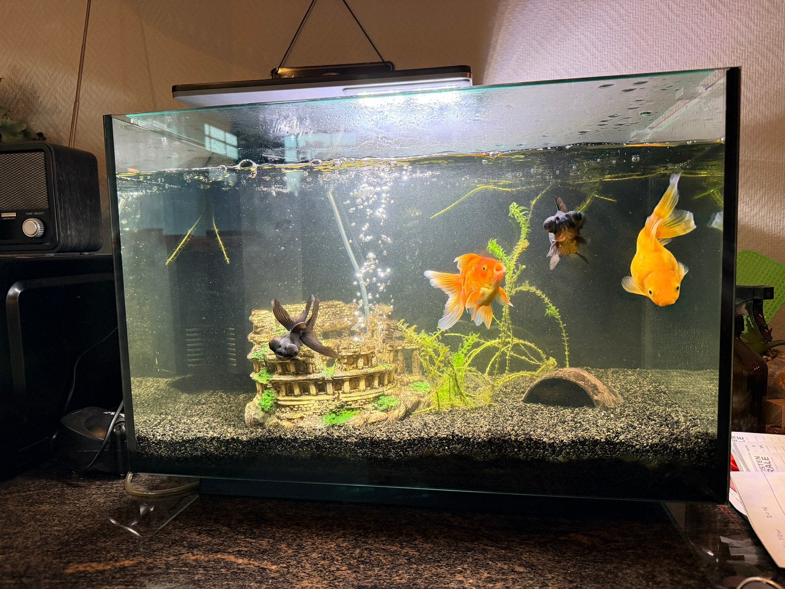 Aquarium met vissen en toebehoren, Ophalen, Zo goed als nieuw