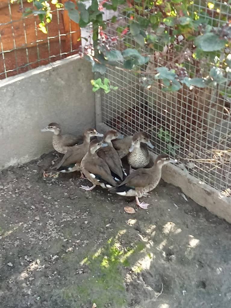 Roodschoudertalingen , roodschouders, Animaux & Accessoires, Plusieurs animaux, Canard