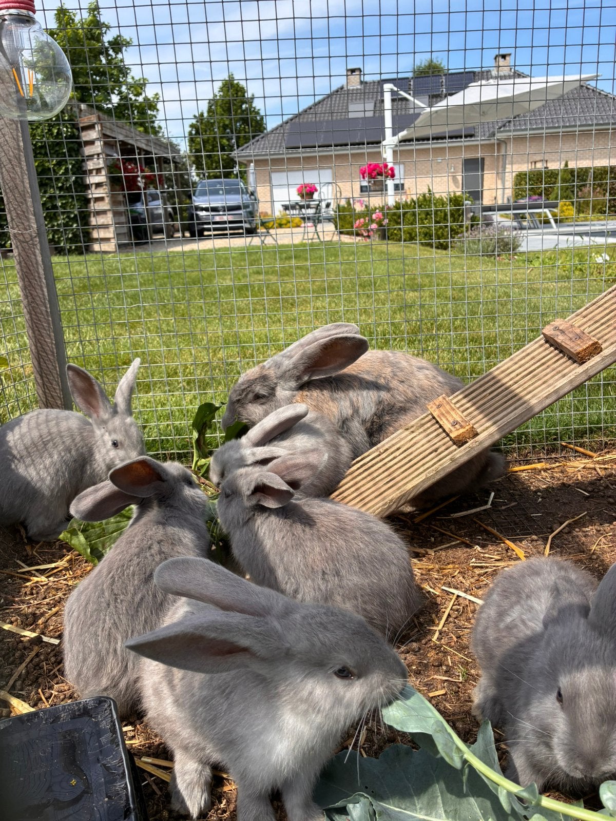 Blauw van Sintniklaas konijnen, 0 à 2 ans