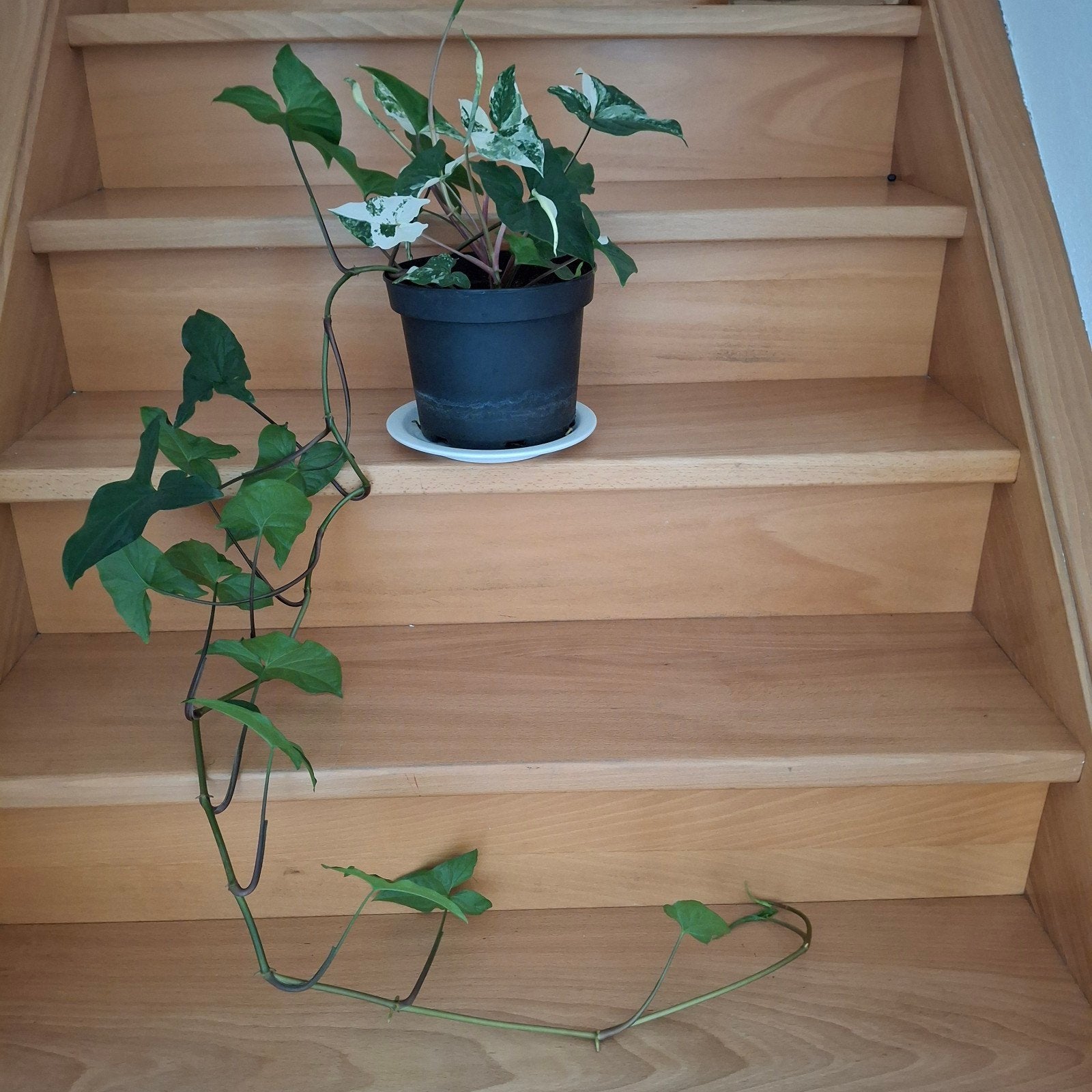 Syngonium Albo Variegated, Huis en Inrichting, Ophalen