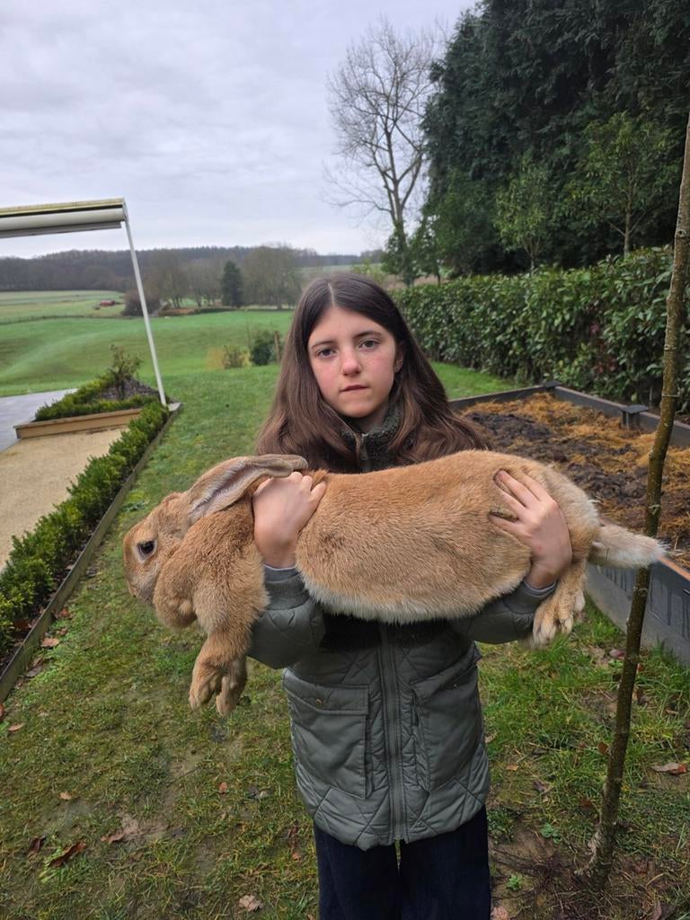 Géant flamand (vacciné à la main - 8 semaines)