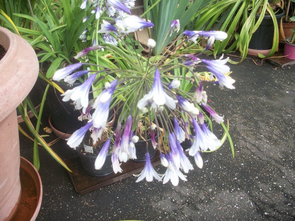 Agapanthus 'Fireworks' tweekleurige plant, Tuin en Terras, Vaste plant, Halfschaduw, Zomer, Ophalen