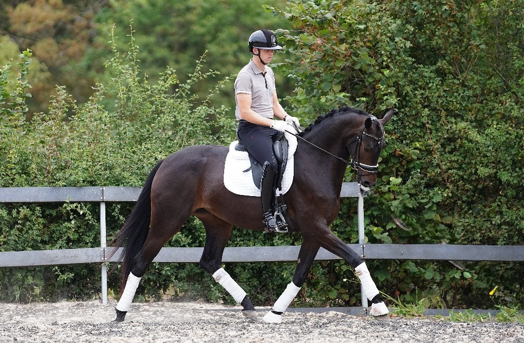 Tamarin, Cheval de dressage, B, Avec pedigree, 165 à 170 cm