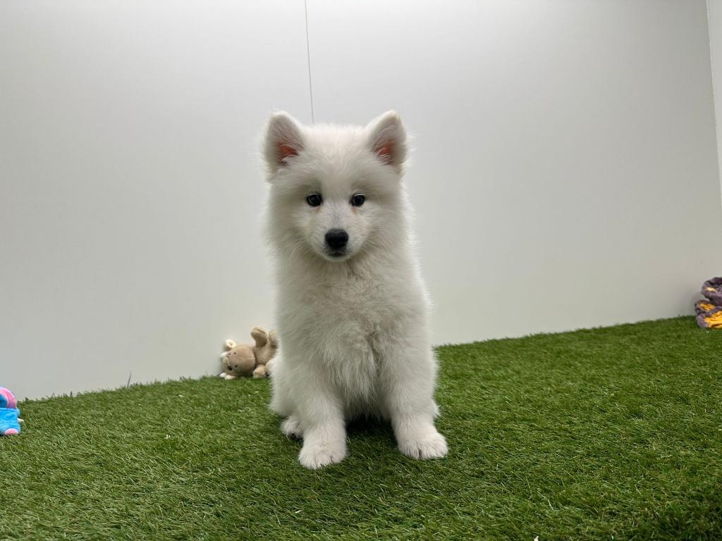 Samojeed pups, Dieren en Toebehoren, Honden | Poolhonden, Keeshonden en Oertypen, Teef, Keeshond, Fokker | Professioneel, Meerdere