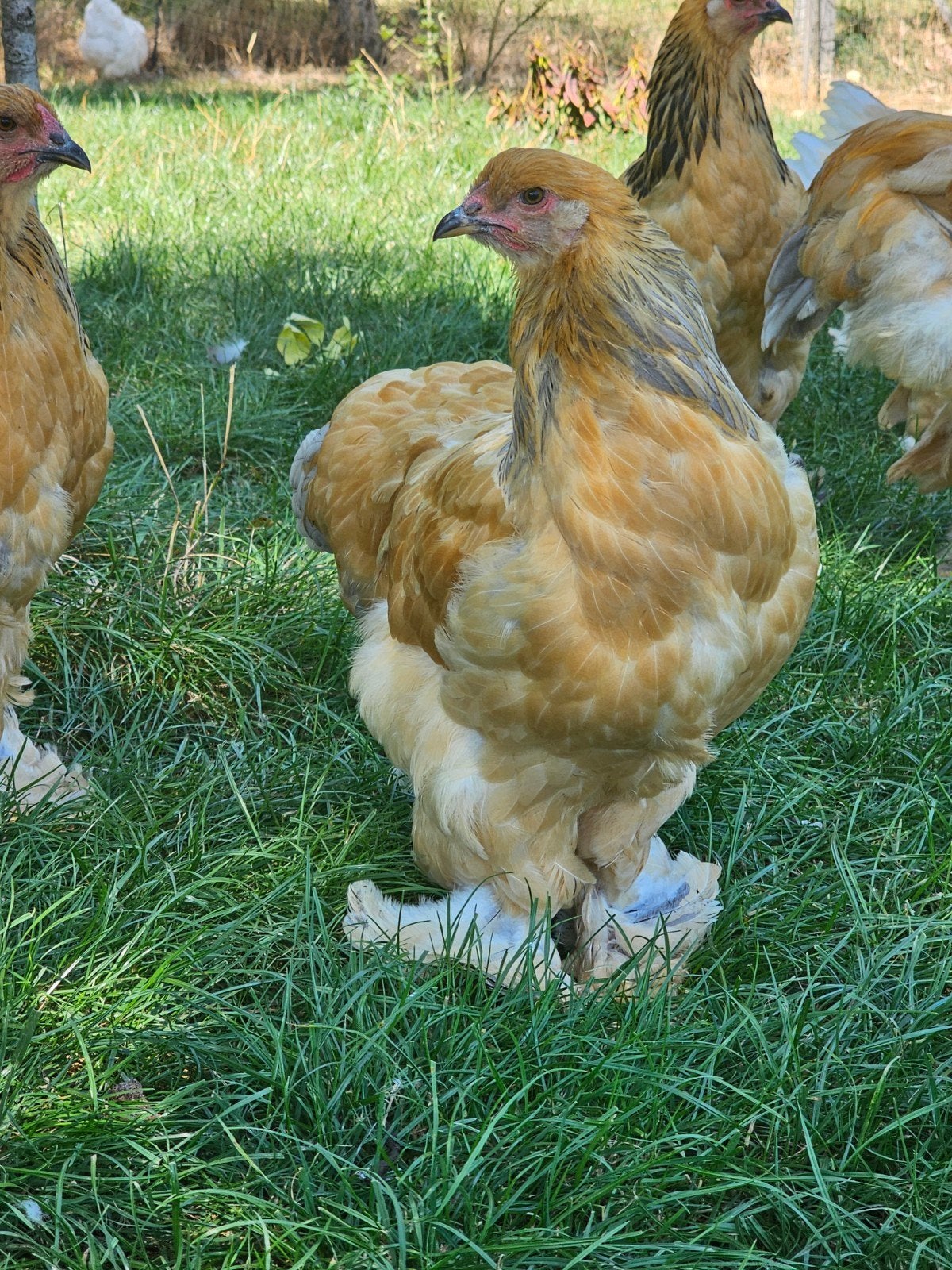 Brahma hennen/hanen., Dieren en Toebehoren