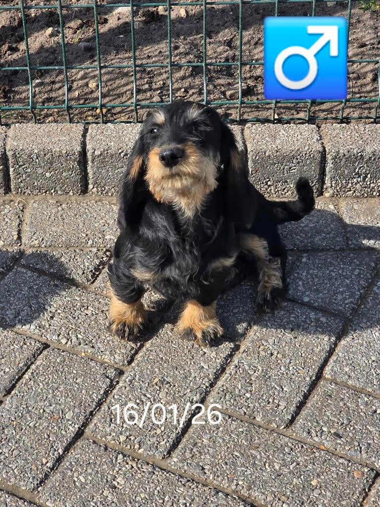 beaux chiots teckel hirsutes, 15 semaines à 1 an, Chien (mâle), Hépatite contagieuse (maladie de Rubarth), Belgique