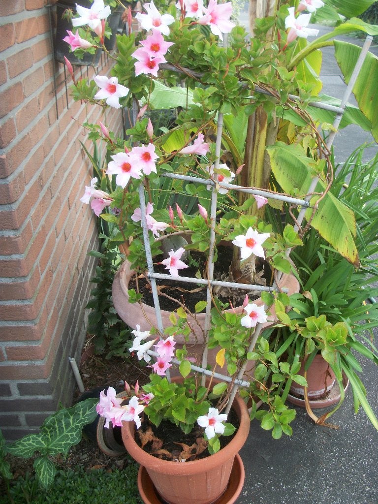 Mandevilla of Dipladena roze een kuipplant, Tuin en Terras, Planten | Tuinplanten, Ophalen, Volle zon, Vaste plant, Klimplanten