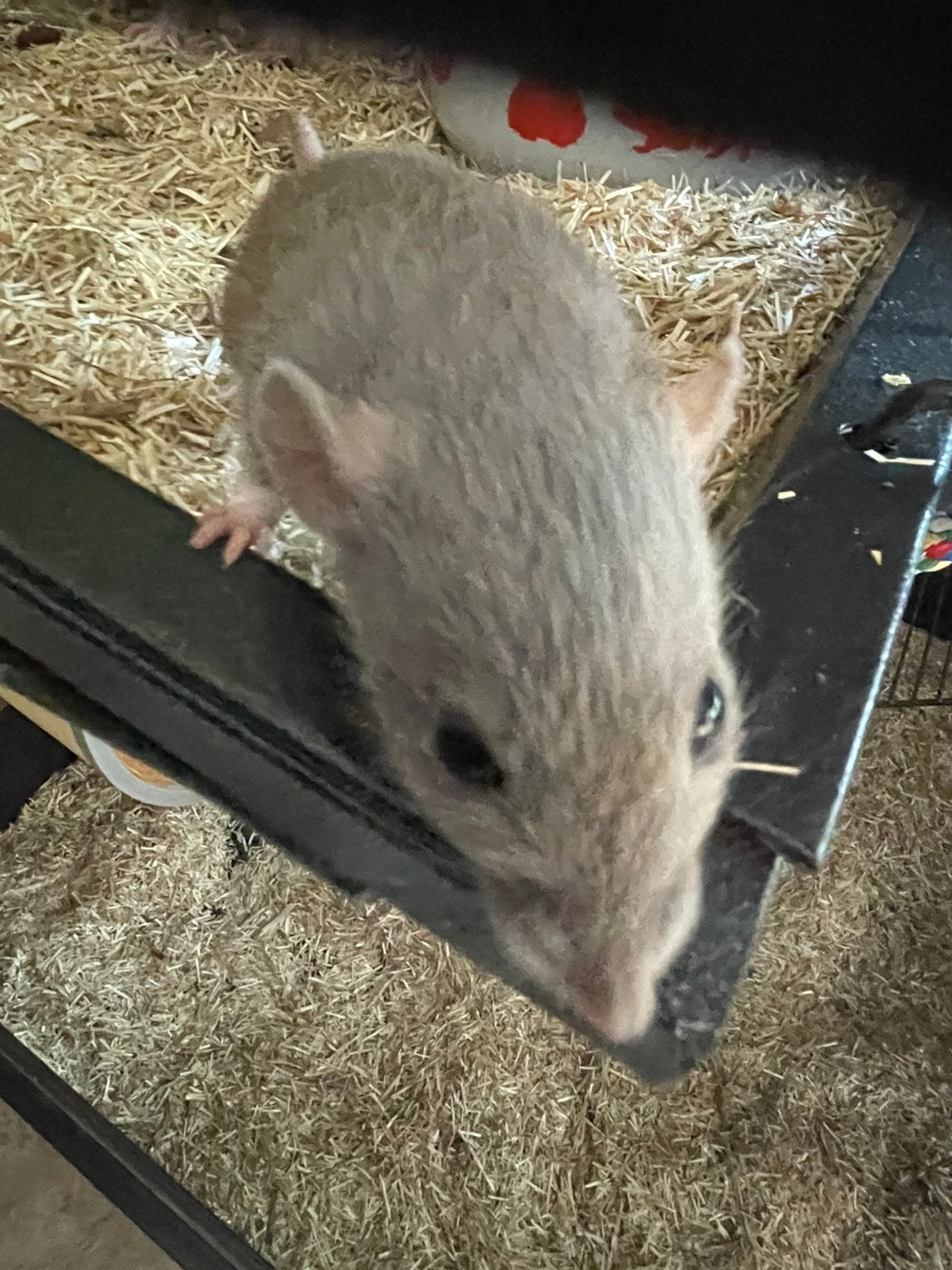 À vendre : 3 magnifiques rats dunbo de fin 2025 sont tannés, Animaux & Accessoires, Rongeurs, Rat, Octobre, Domestique, Femelle