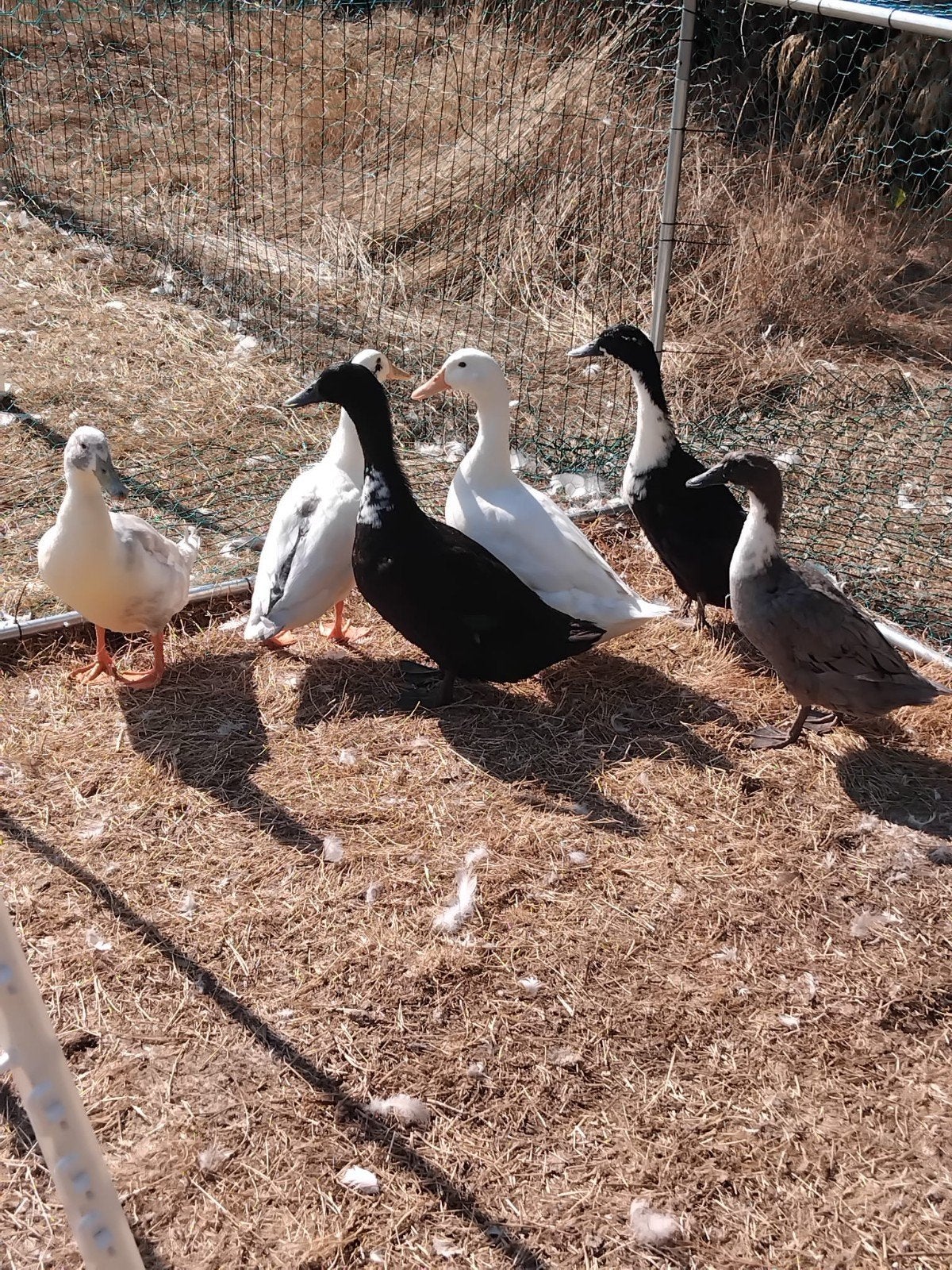 eenden te koop, Dieren en Toebehoren, Pluimvee