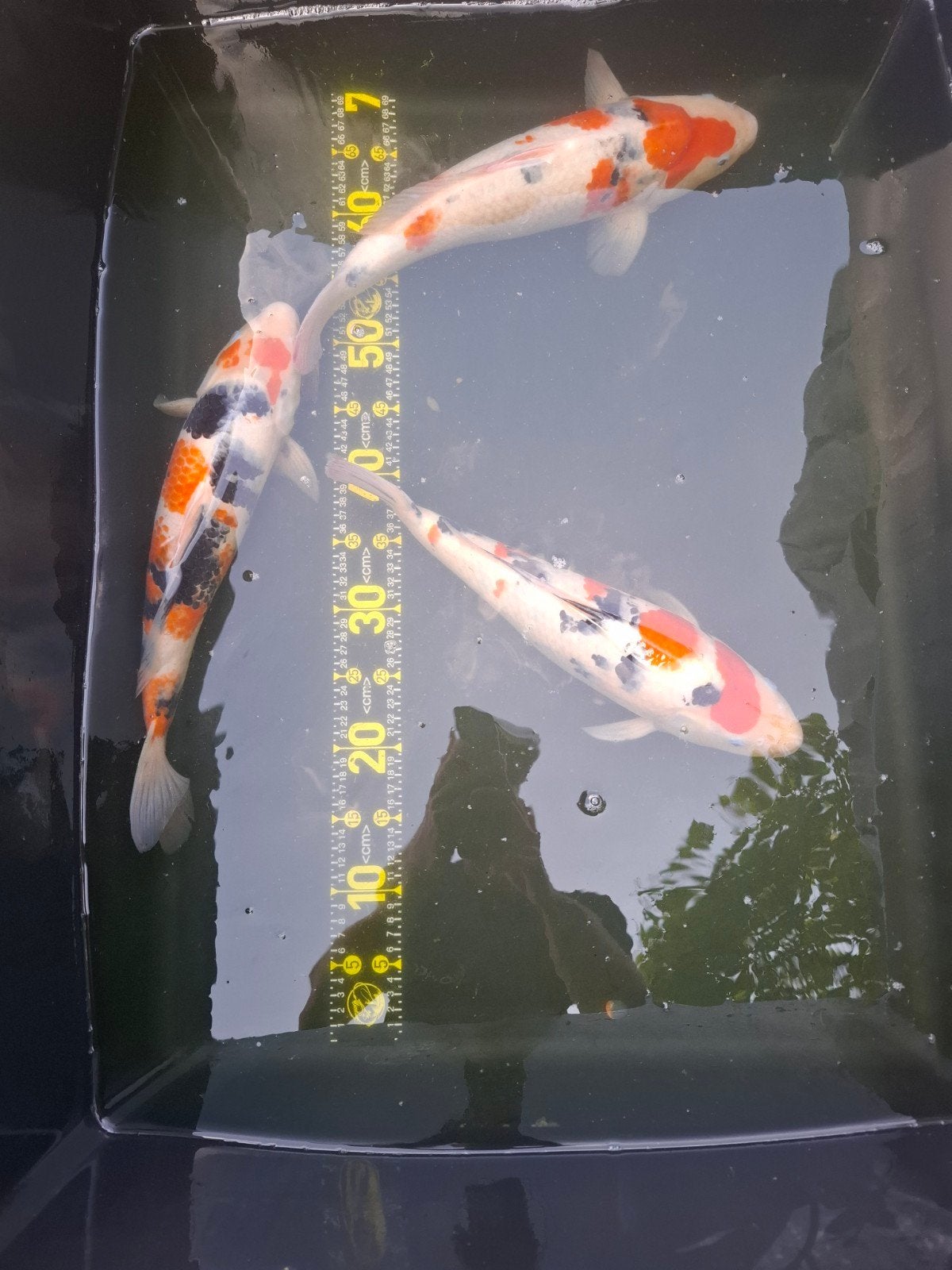 3 sanke's 35a40 cm regio roeselare, Dieren en Toebehoren, Vissen | Vijvervissen