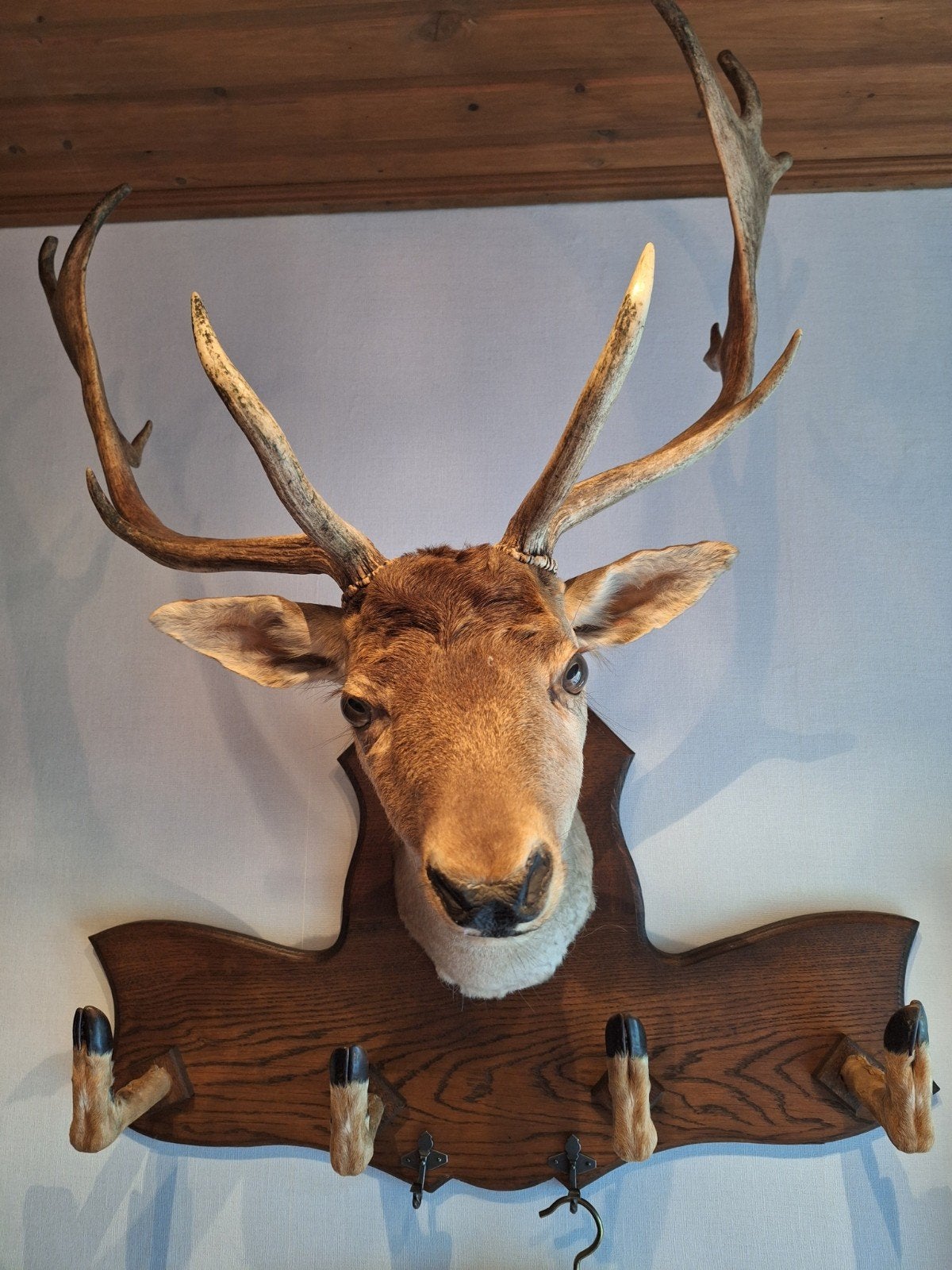 tête de cerf avec hameçons de chasse, Enlèvement, Comme neuf, Cerf, Bois ou Tête