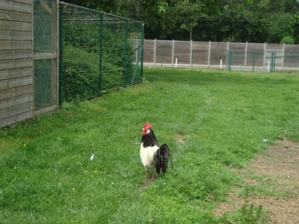 lakenvelder, Mâle, Poule ou poulet
