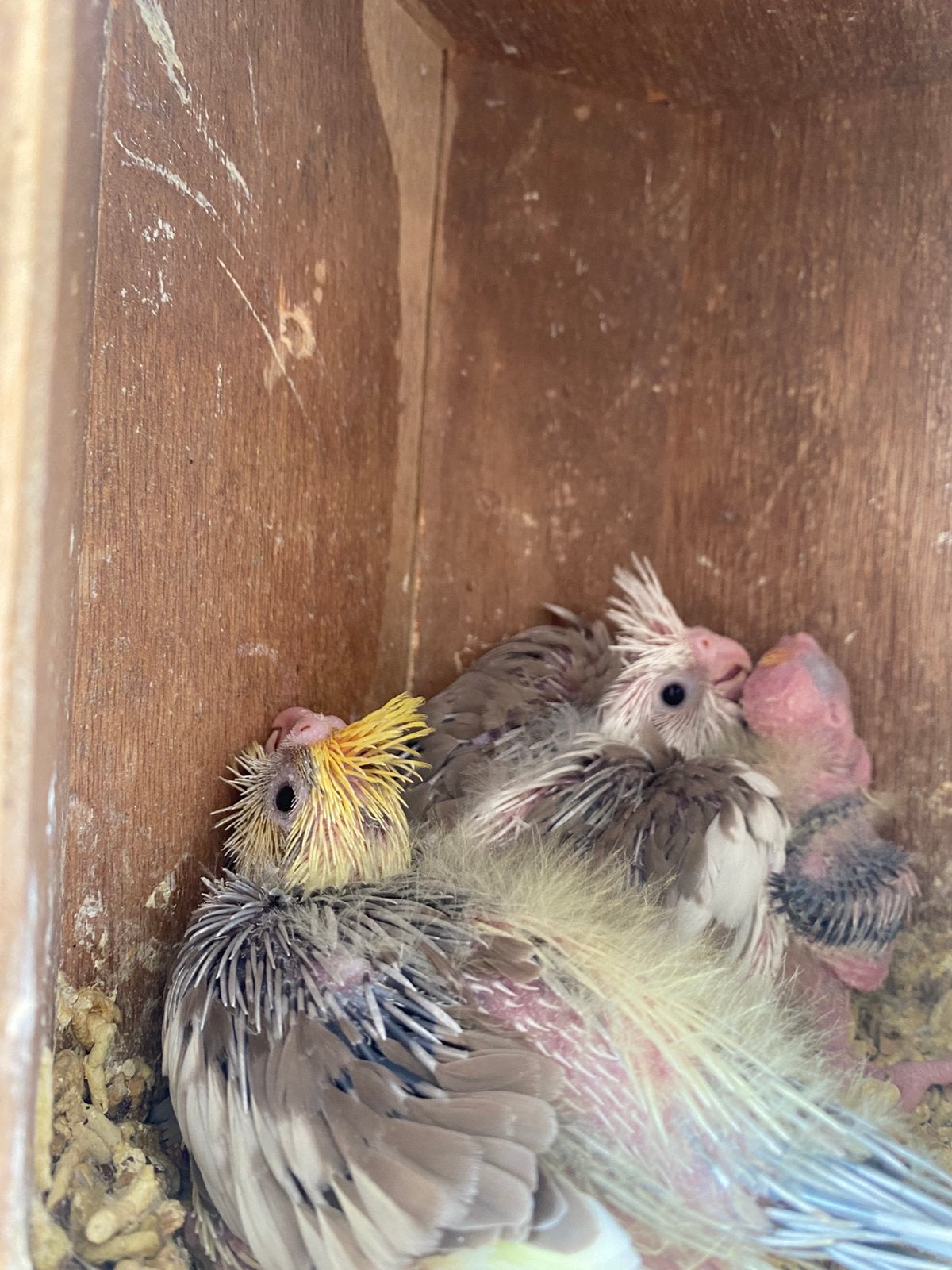 Perruches callopsittes au nid, Animaux & Accessoires, Oiseaux | Perruches & Perroquets