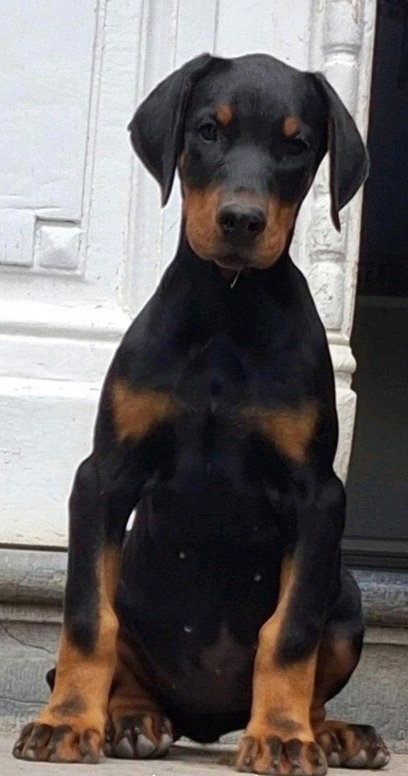 Dobermann puppy teefje, België, Fokker | Hobbymatig, Overige rassen, 8 tot 15 weken