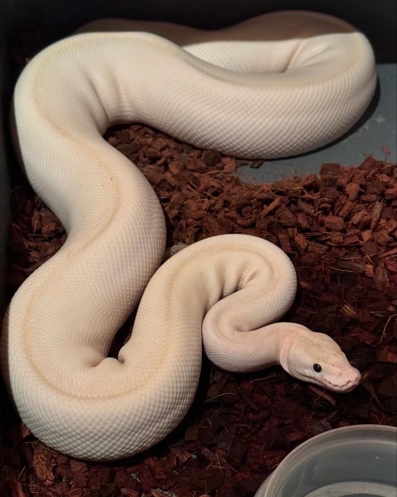 Python Regius collectie, Animaux & Accessoires, Serpent