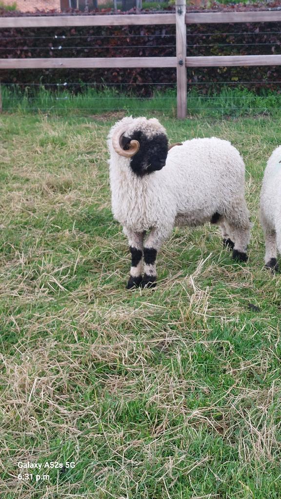 Walliser Schwarznase ram, Mannelijk, Schaap, 0 tot 2 jaar