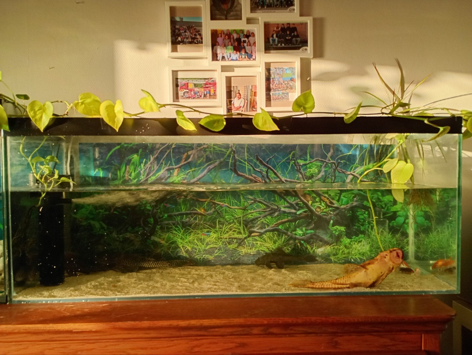 Groot aquarium 250Liter (125cm) met verlichting + decoratie, Dieren en Toebehoren, Ophalen, Verlichting