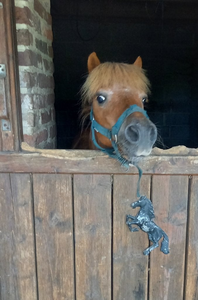 Shetlandpony, A pony (tot 1.17m), 11 jaar of ouder, Recreatiepony, Zadelmak