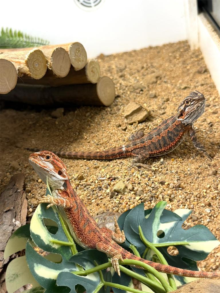 Opzoek naar een nieuwe thuis voor je reptiel? Lees even!, Dieren en Toebehoren, Reptielen en Amfibieën, Schildpad, Tam