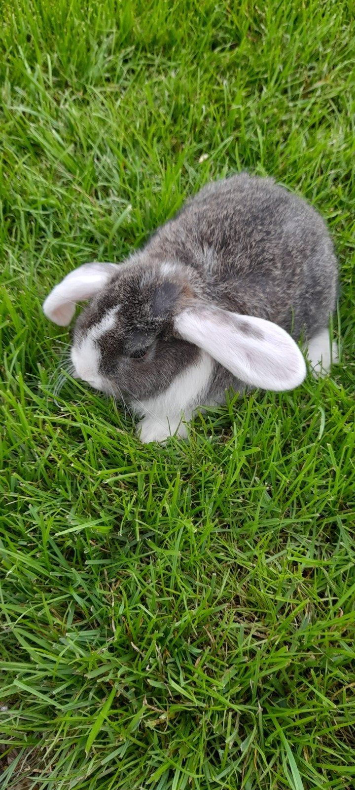 super mooi nederlands hangoor vrouwtje, Femelle, Oreilles tombantes, 0 à 2 ans