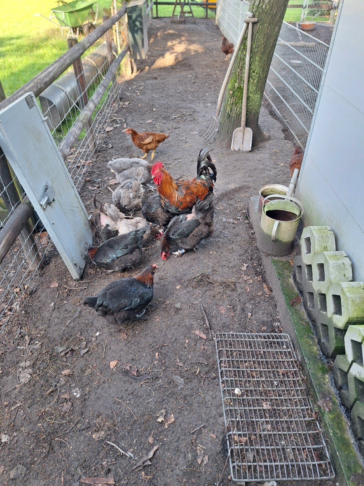 marans blauw kopernek zwartkopernek kweektoom, Dieren en Toebehoren