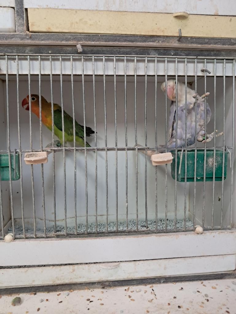 Koppel fischeri, agaporniden, parkieten, vogels, Meerdere dieren, Dwergpapegaai of Agapornis, Geringd