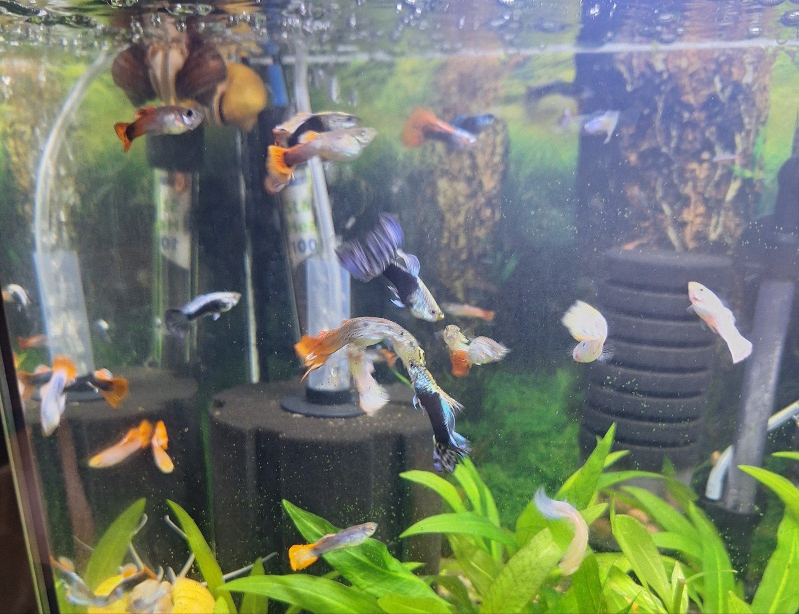 Guppy's mannetjes en vrouwtjes, Dieren en Toebehoren