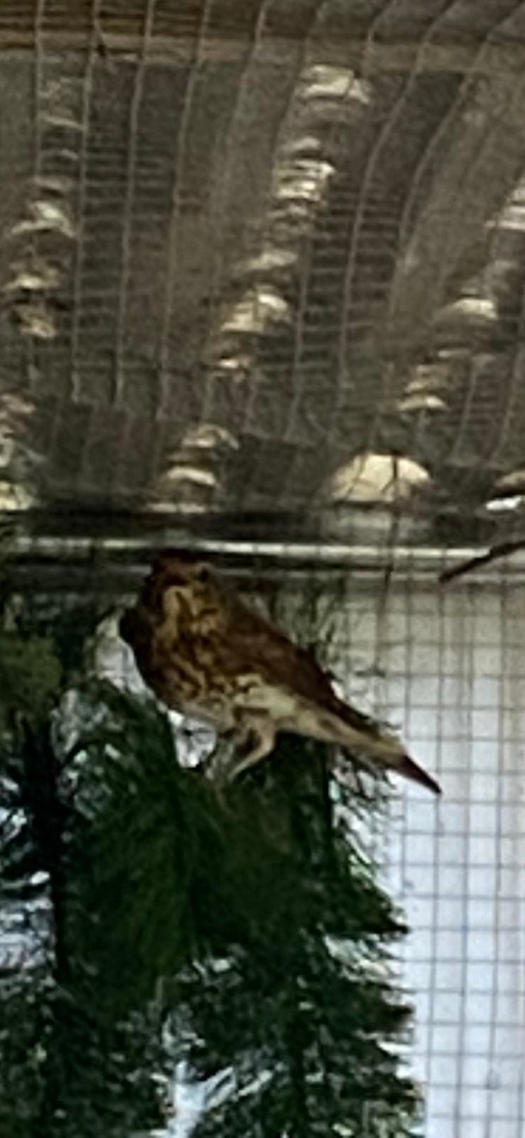 Song Thrusts à partir de 2026, Plusieurs animaux, Oiseau chanteur sauvage, Bagué