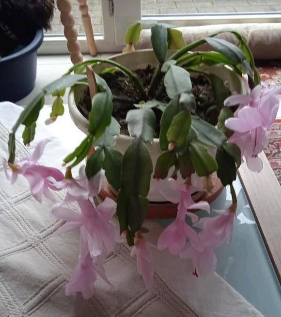Kerstcactus die zachte, rooskleurige bloemen geeft, Huis en Inrichting, Kamerplanten, Ophalen