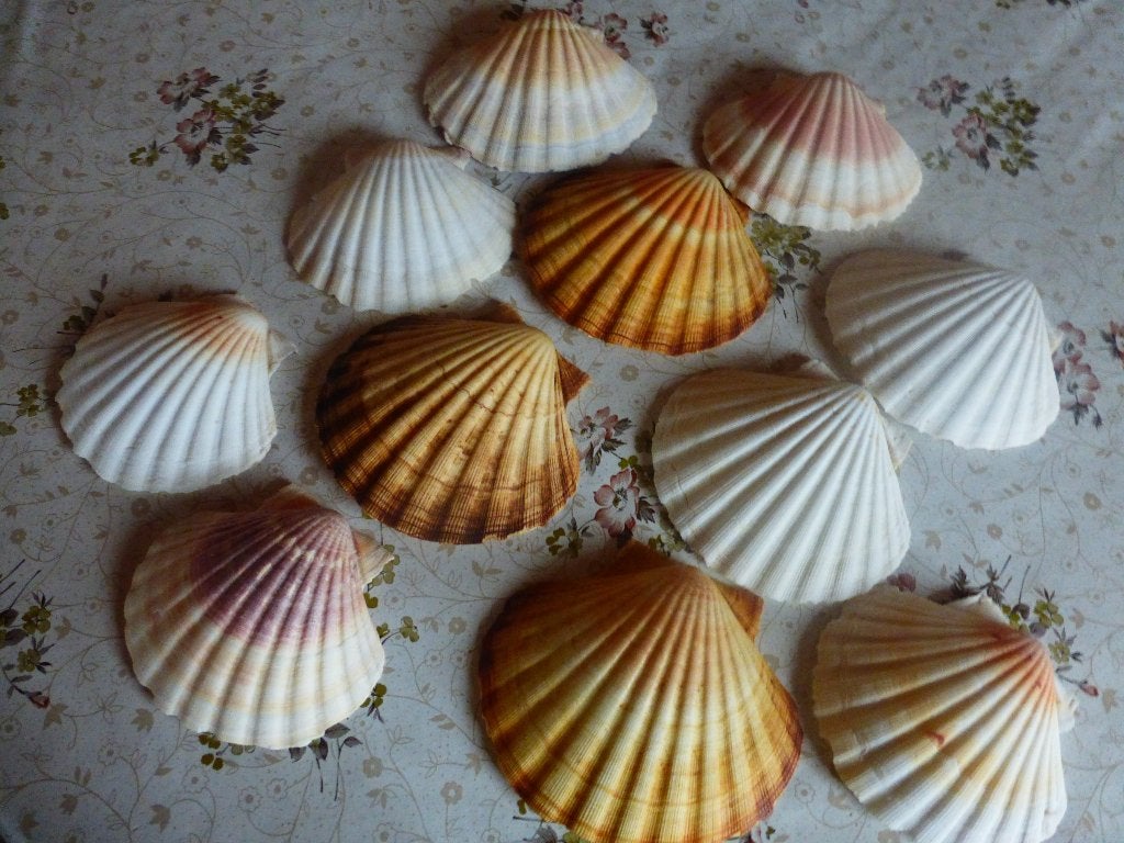 70 Coquilles St Jacques naturelles pour la cuisine, la déco, Enlèvement, Neuf, Récipient(s)