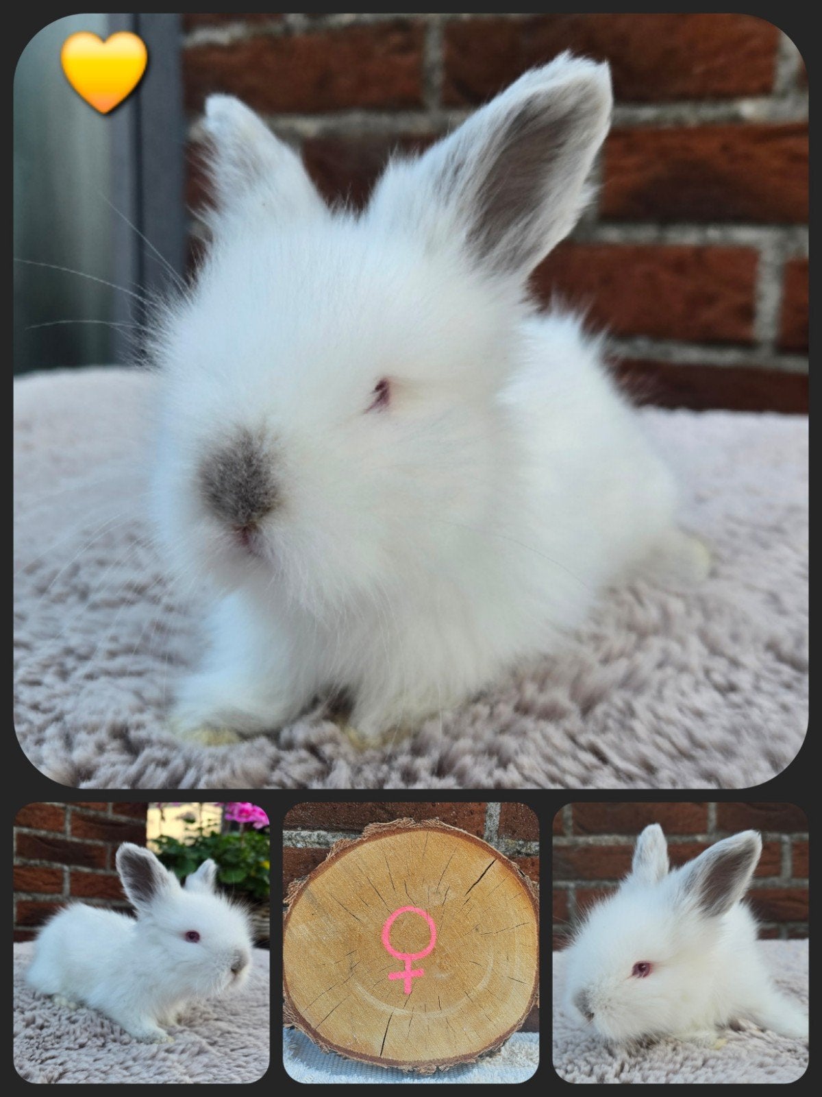 Engelse Angora, Dieren en Toebehoren