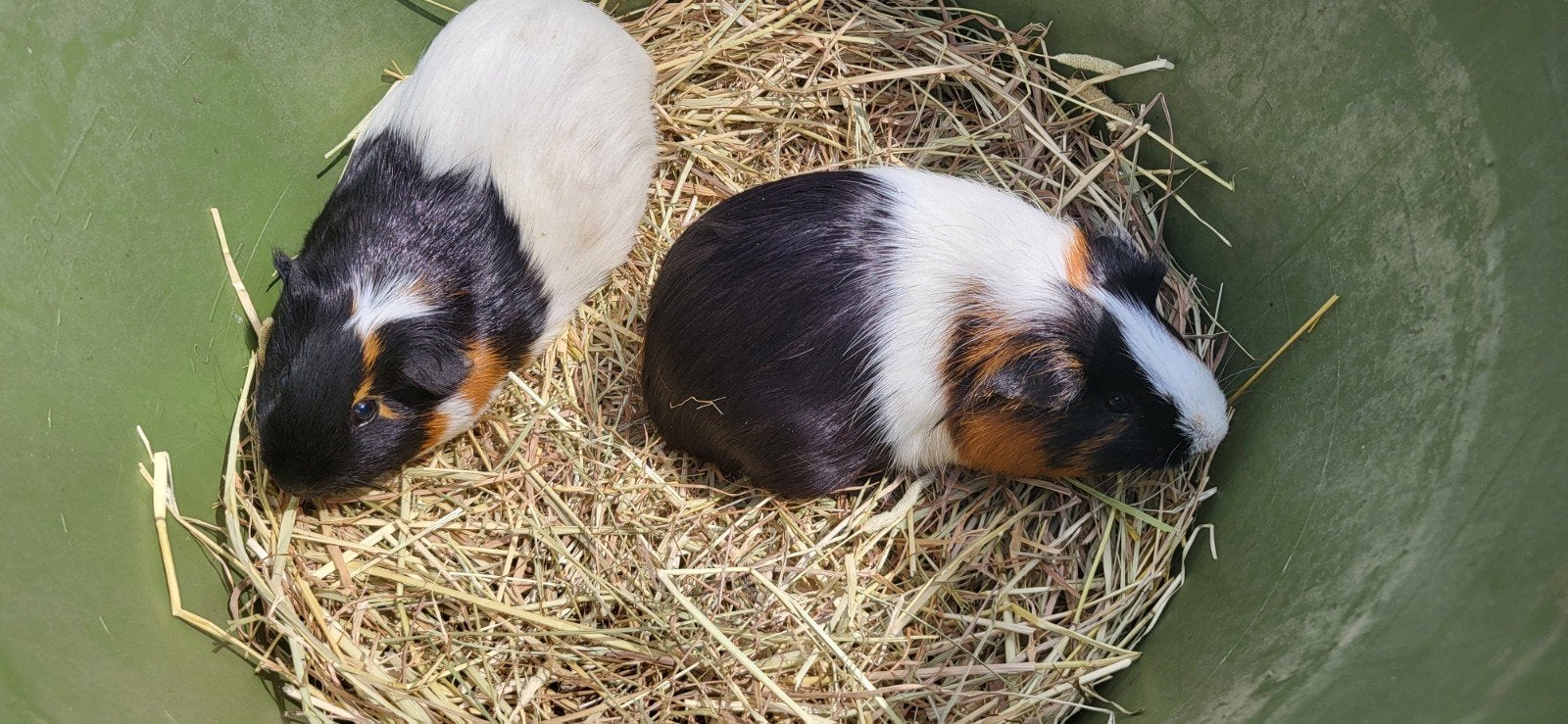 Cobayes, Dieren en Toebehoren, Knaagdieren, April, Meerdere dieren