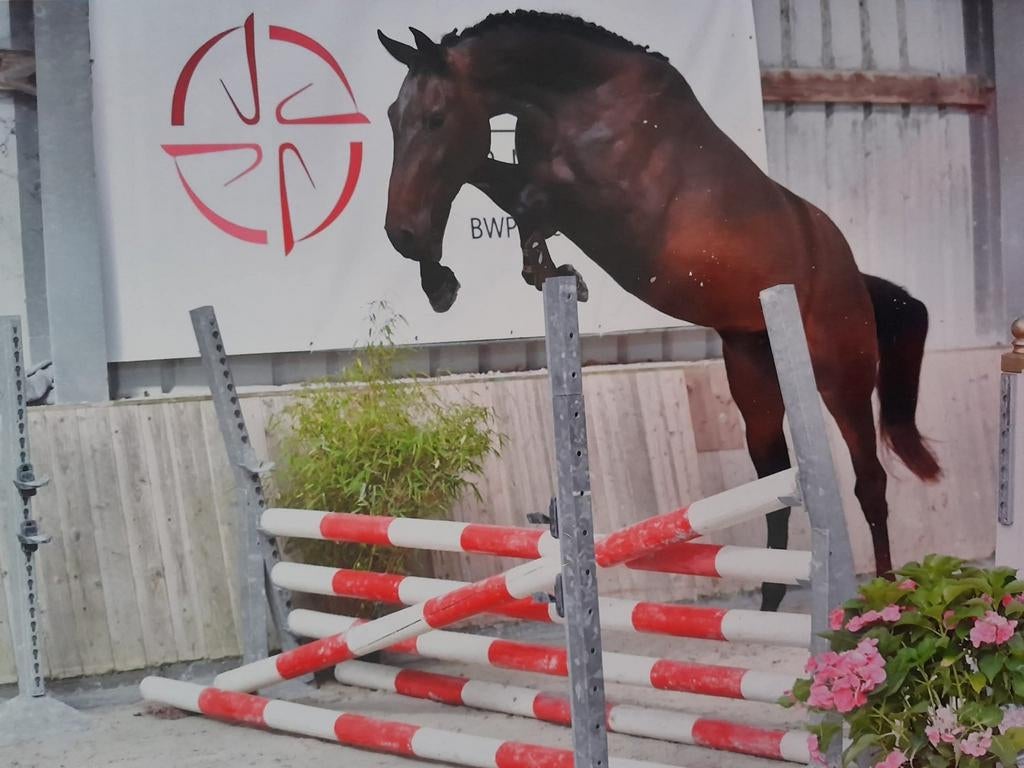 Springpaard, Dieren en Toebehoren, Merrie, Springpaard, Zadelmak, 3 tot 6 jaar